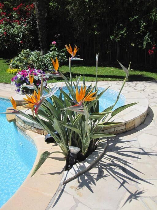 Dans De Charme, Piscine, Proche Appartement Cassis